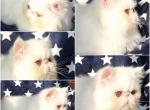 Adorable CFA solid white boy kitten - Persian Kitten For Sale - Pittsburgh, PA, US