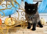 Charm - Persian Kitten For Sale - FL, US