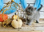 Cloudy - Persian Kitten For Sale - FL, US