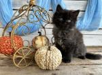 Hocus Pocus - Persian Kitten For Sale - FL, US