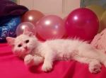 Fefe and Moose litter - Siberian Kitten For Sale - Fort White, FL, US