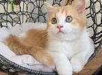 Irvin - Scottish Straight Kitten For Sale - Omaha, NE, US