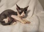 Ace - Devon Rex Kitten For Sale - Lynchburg, VA, US