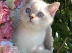 Ignacio - Scottish Straight Kitten For Sale - New York, NY, US