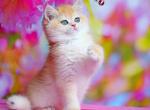 Funtik Bri - British Shorthair Kitten For Sale - Brooklyn, NY, US