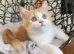 Irvin - Scottish Straight Kitten For Sale - New York, NY, US