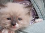 TICA Registered Ragdoll Kittens - Ragdoll Kitten For Sale - Denver, CO, US