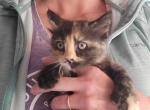 Polydactyl Kitten - Polydactyl Kitten For Sale - Denver, CO, US