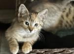 Patches - Bengal Kitten For Sale - Concord, NH, US