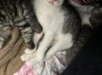 no name - Domestic Kitten For Adoption - Hesperia, CA, US