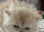 Rosie and Quincy - Persian Kitten For Sale - Peoria, AZ, US
