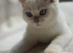 Luna - British Shorthair Kitten For Sale - Atlanta, GA, US