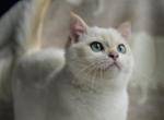 Luna - British Shorthair Kitten For Sale - Atlanta, GA, US