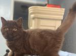 Chocolate Exotic Persian - Exotic Kitten For Sale - Muscle Shoals, AL, US