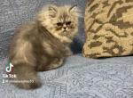 Sully - Persian Kitten For Sale - Muscle Shoals, AL, US
