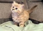 M babies - Ragdoll Kitten For Sale - Chesapeake, VA, US