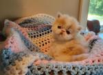 Cream and white male persian kitten - Exotic Kitten For Sale - Fort Loudon, PA, US