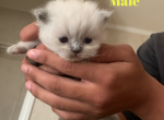 Blue point & Torte Himmies - Himalayan Kitten For Sale - Ephrata, PA, US