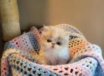 Gorgeous exotic short hair persian kitten - Exotic Kitten For Sale - Fort Loudon, PA, US