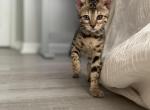 Nyla - Bengal Kitten For Sale - 