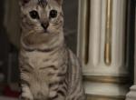 Atlas - Bengal Kitten For Sale - Ellicott City, MD, US