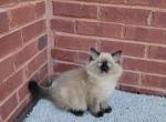 Knox - Ragdoll Kitten For Sale - Knoxville, TN, US