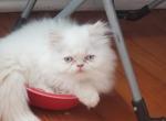 Socks - Himalayan Kitten For Sale - Goldsboro, NC, US