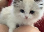 Samson - Ragdoll Kitten For Sale - San Diego, CA, US