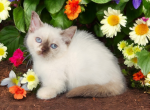 Jasmine - Munchkin Kitten For Sale - Joplin, MO, US