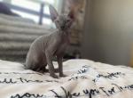 Sphynx Boy - Sphynx Kitten For Sale - 