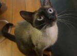 Aspen - Siamese Cat For Sale/Service - Shawnee, OK, US