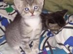 No name - Domestic Kitten For Adoption - West Richland, WA, US