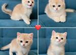 Kittens - British Shorthair Kitten For Sale - İzmir, İzmir, 