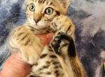 HIBERNIAN LYNX Nala - Highlander Kitten For Sale - La Pine, OR, US