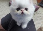 Muffin - Persian Kitten For Sale - Goldsboro, NC, US