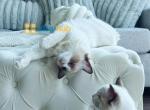 Sweet Lily - Ragdoll Kitten For Sale - Fairfax, VA, US