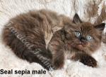 Stunning TICA Seal Sepia Ragdoll Baby Boy - Ragdoll Kitten For Sale - Huntsville, AL, US