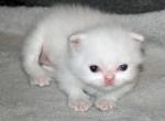 CFA White Male Persian Kitten - Persian Kitten For Sale - Stanton, MO, US