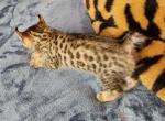 HIBERNIAN LYNX Dallas - Highlander Kitten For Sale - La Pine, OR, US