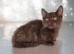 Rolo - Munchkin Kitten For Sale - Joplin, MO, US