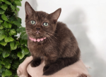 Godiva - Munchkin Kitten For Sale - Joplin, MO, US