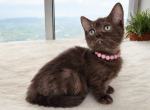 Godiva - Munchkin Kitten For Sale - Joplin, MO, US