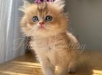 Princess - British Shorthair Kitten For Sale - Montgomery, AL, US