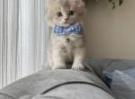 Prince - Persian Kitten For Sale - Montgomery, AL, US