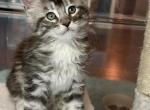 Maine Coons - Maine Coon Kitten For Sale - Dayton, OH, US