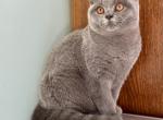 Severus Von Shmidt - British Shorthair Kitten For Sale - Minsk, Minsk Region, BY