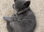 Tucker - Russian Blue Kitten For Sale - Atlanta, GA, US