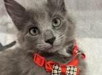 Little Grey Wolf - Siberian Kitten For Sale - Hopatcong, NJ, US