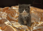Jagger boy - Ragamuffin Kitten For Sale - Oklahoma City, OK, US