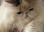 Chanel and Gucci 2 - Persian Kitten For Sale - Oklahoma City, OK, US